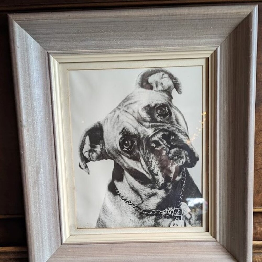 REDUCED Vintage Black and White Framed Photograph of Lucky-the-Boxer